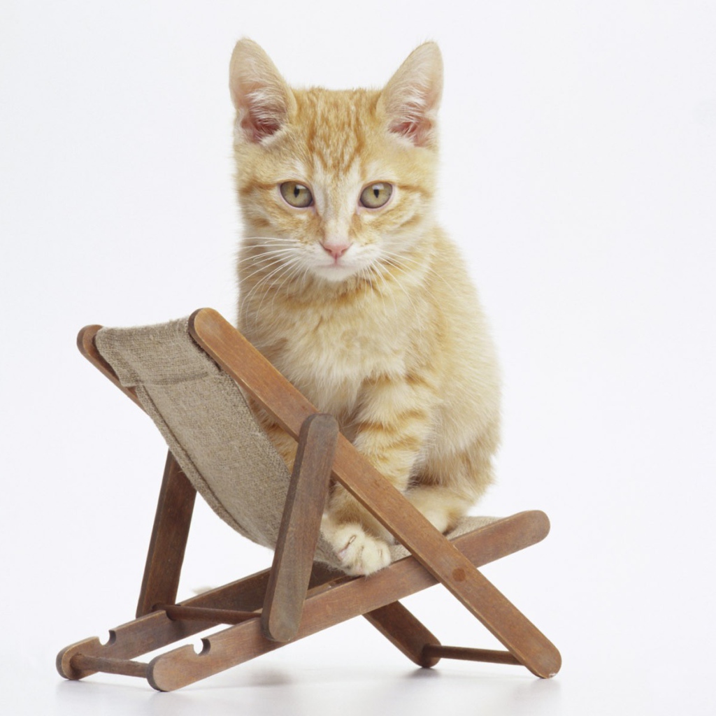 Котенок на стуле