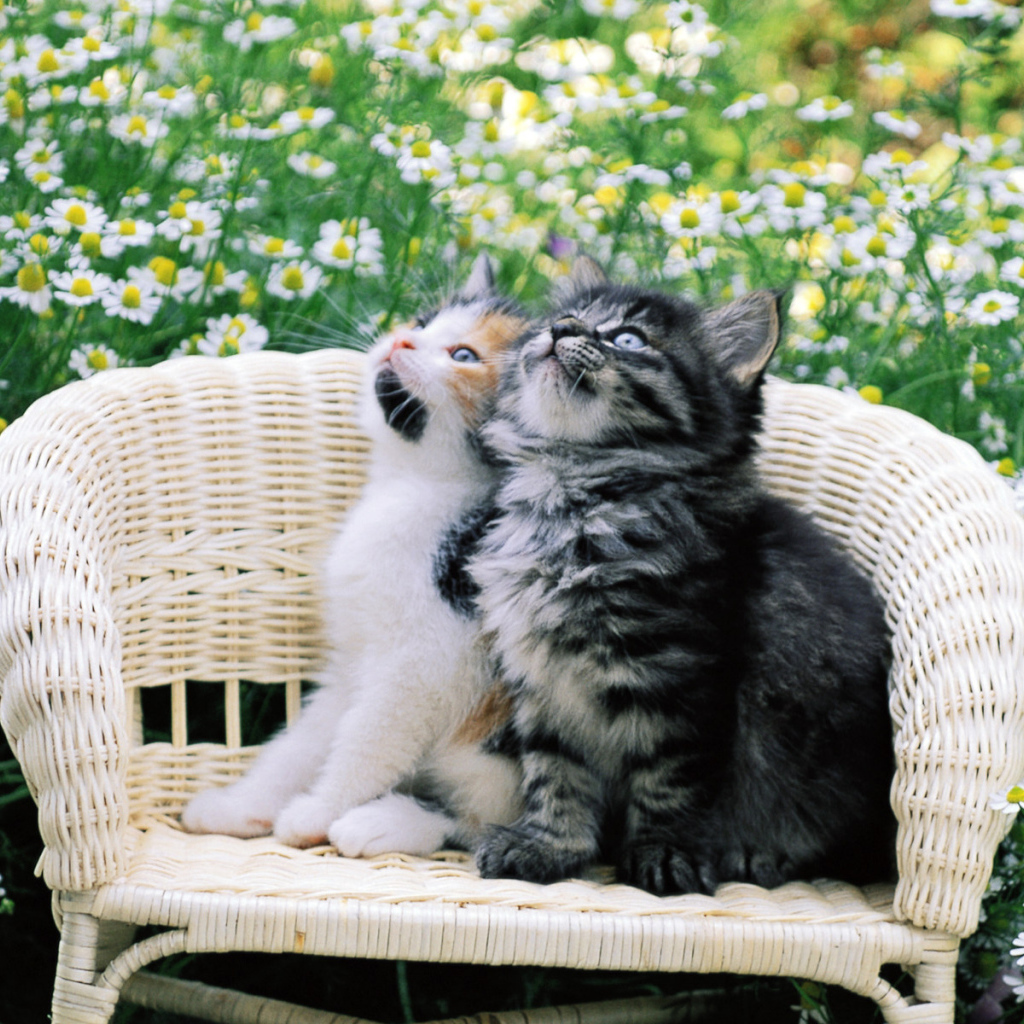 Котята на стуле в цветах