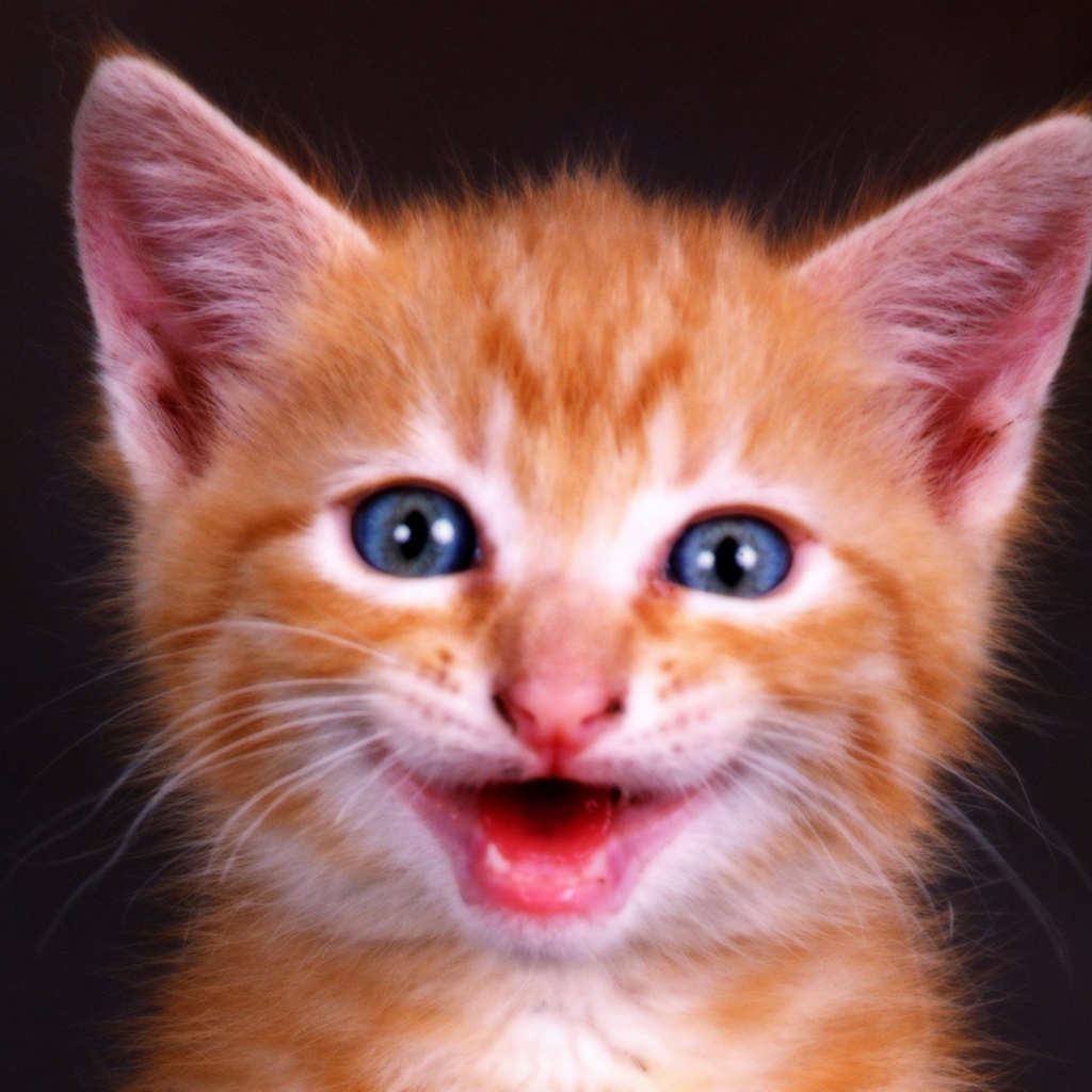 Рыжий котенок с голубыми глазами