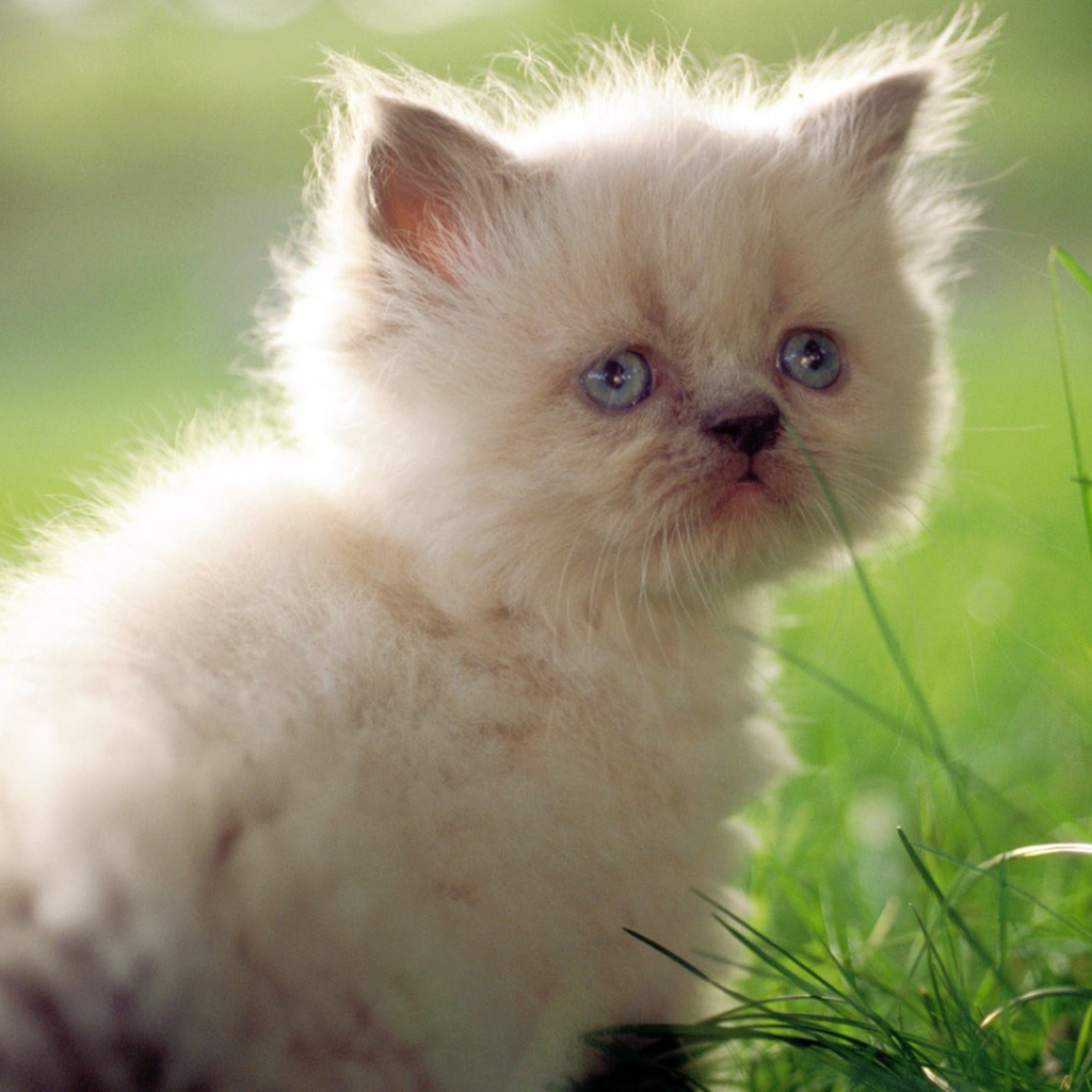 Грустный белый котенок