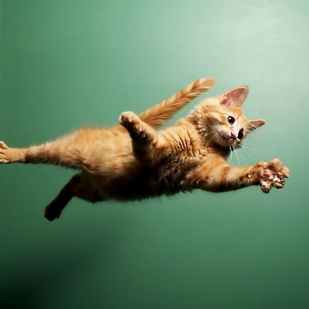 Кот летит по воздуху