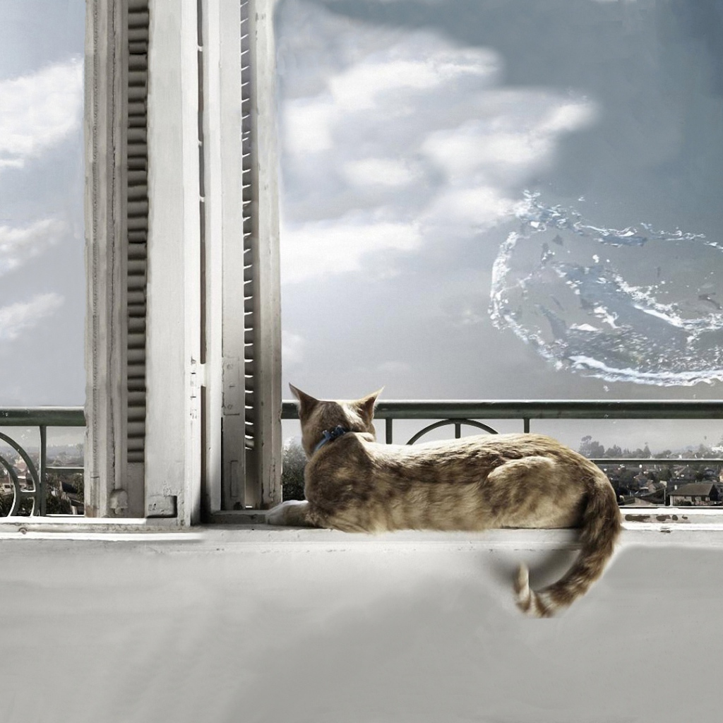 На кота выплеснули воду