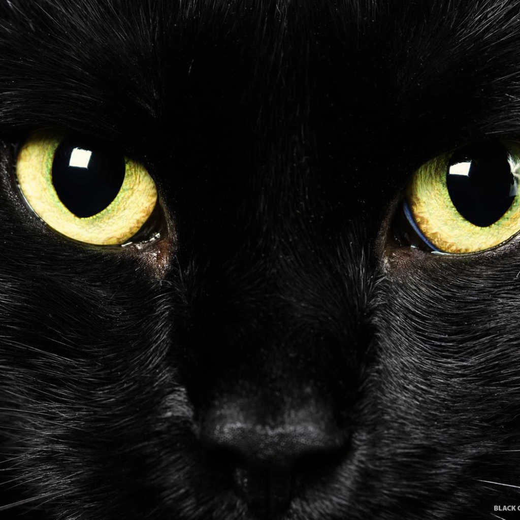 Желтые глаза черного кота