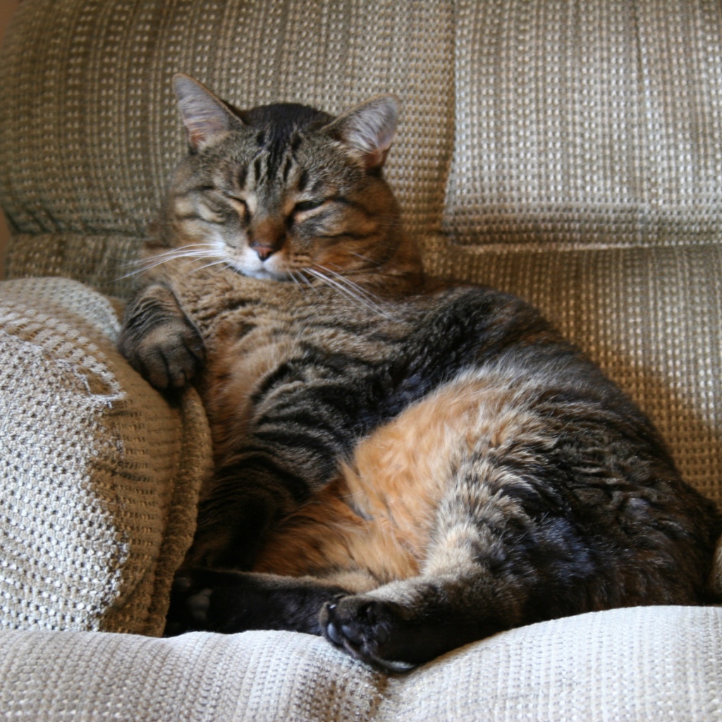 Толстый котик