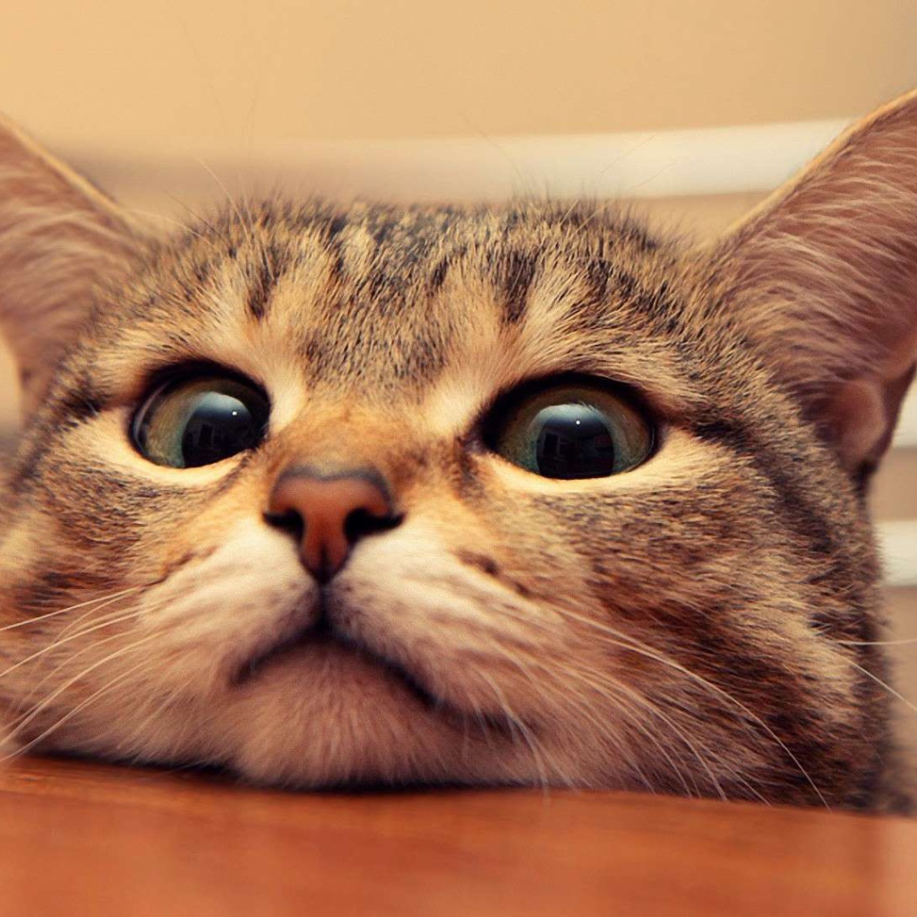 Любопытный кот