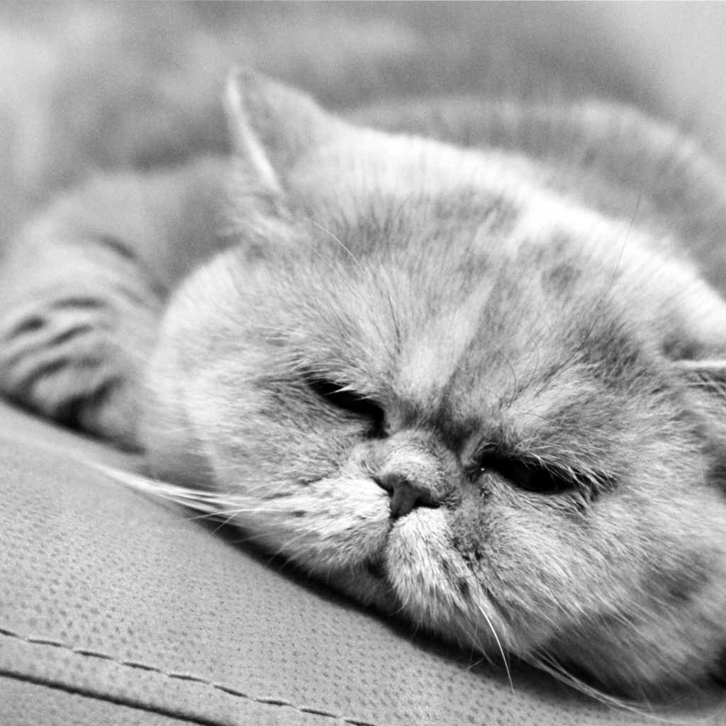 Спящий котик