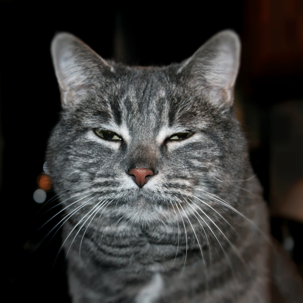 Сонный котик