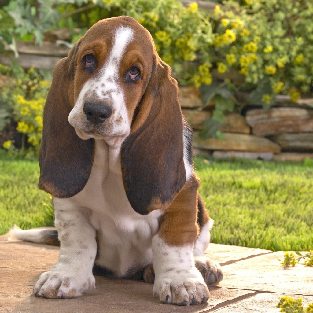 Бассет-хаунд на фоне цветов