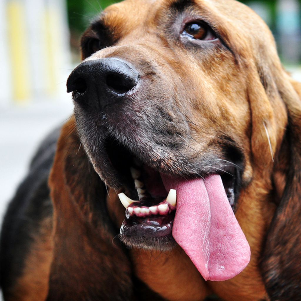 Бассет-хаунд показывает язык
