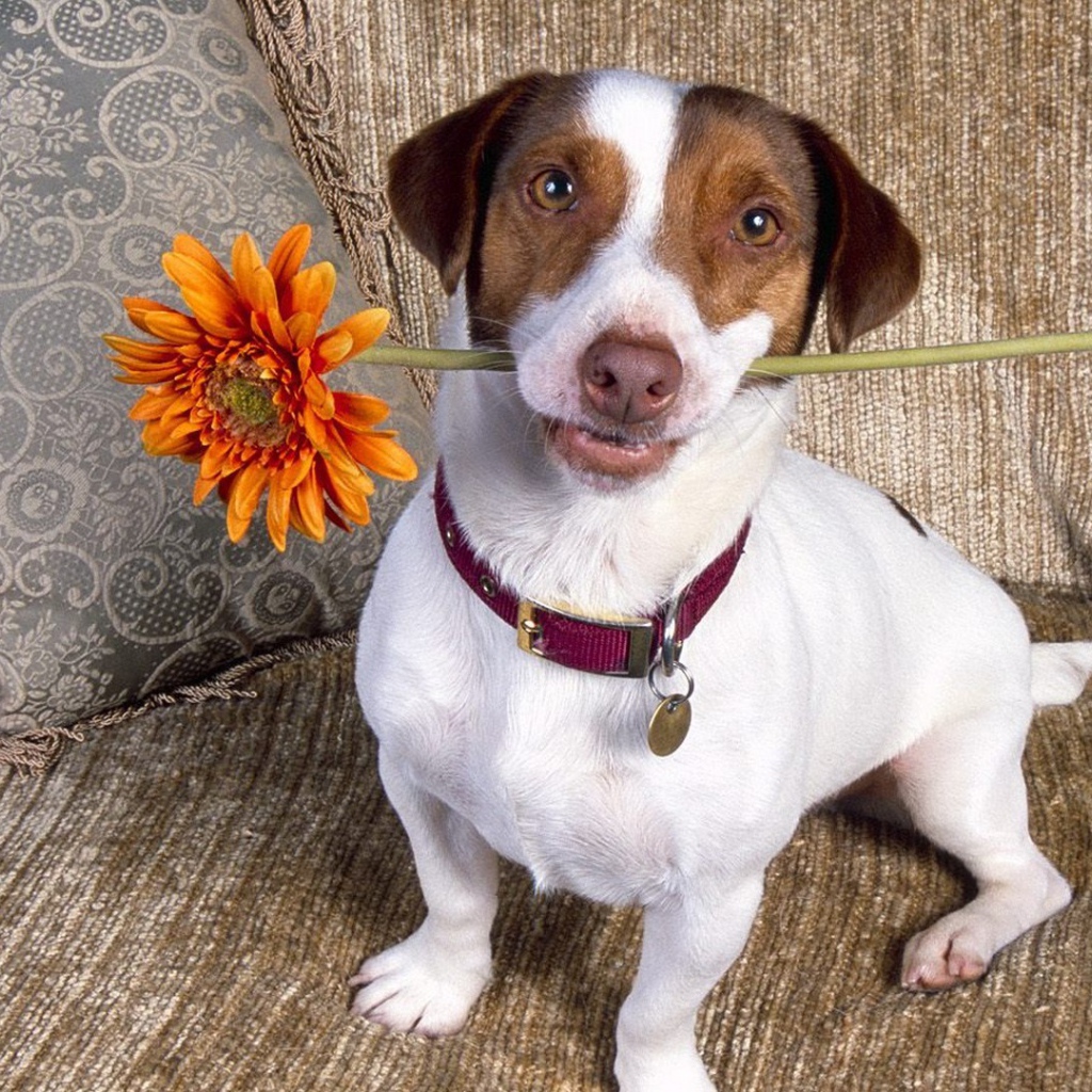 Цветок для любимой хозяйки