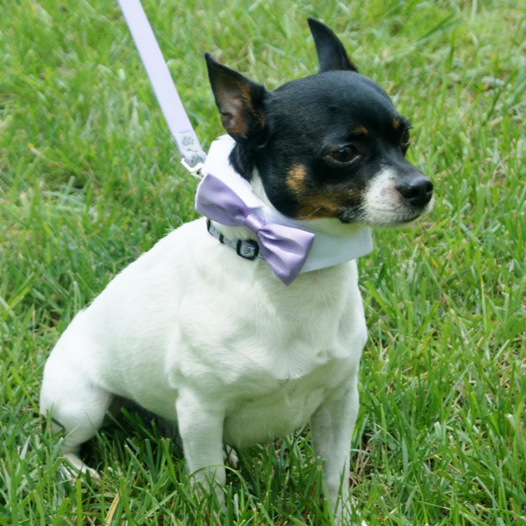 Прелестный Фокстерьер