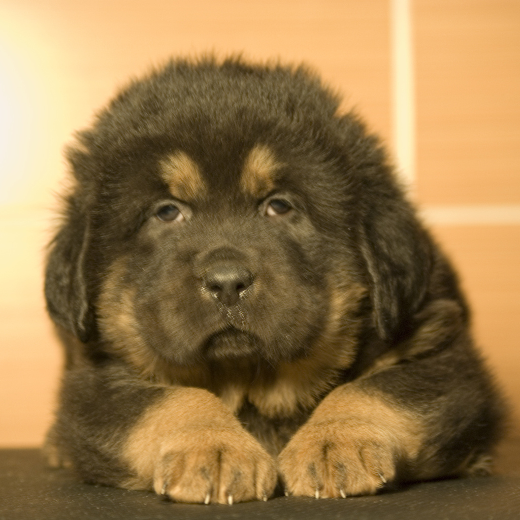 Прелестный маленький тибетский мастиф