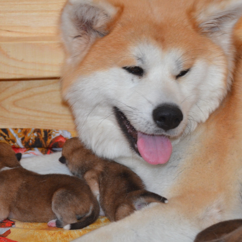 Взрослая акита-ину и её щенки