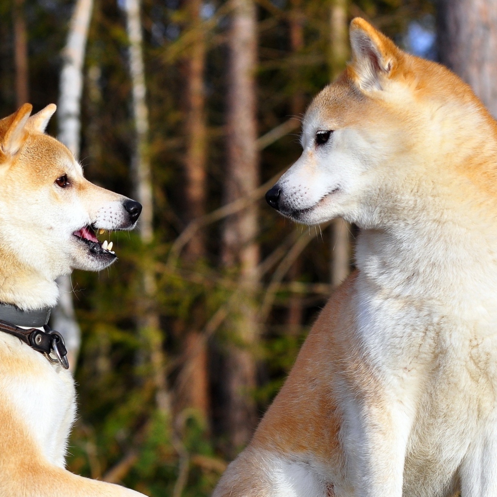 Взрослые акита-ину играют