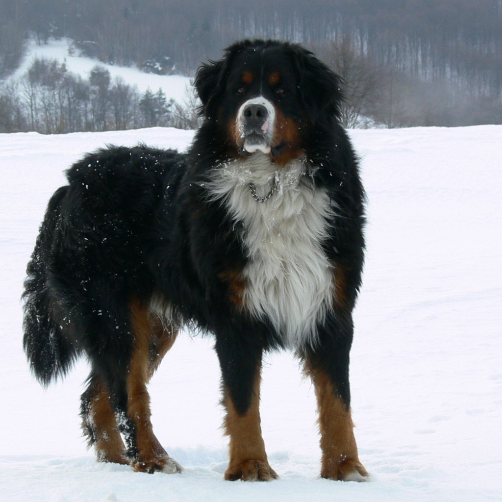 Взрослая бернская пастушья собака на снегу