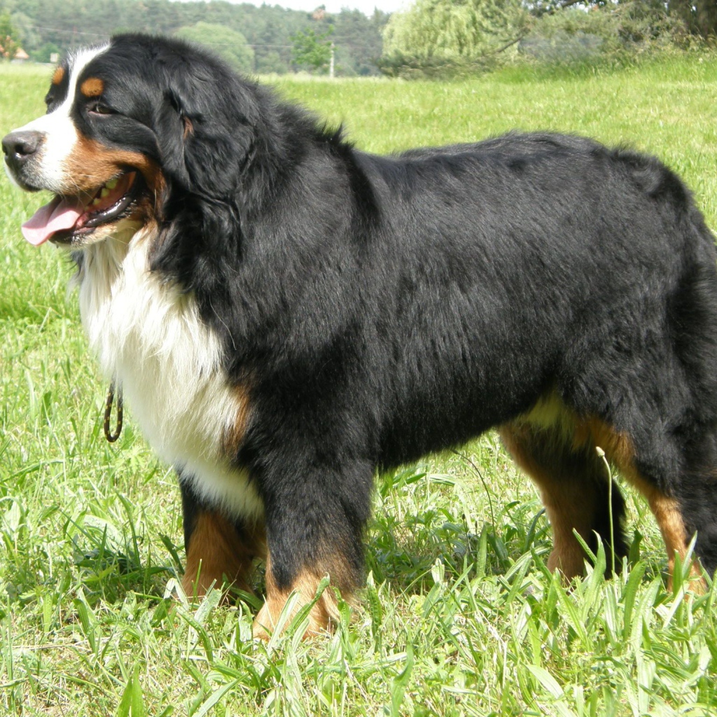Взрослая бернская пастушья собака стоит в траве