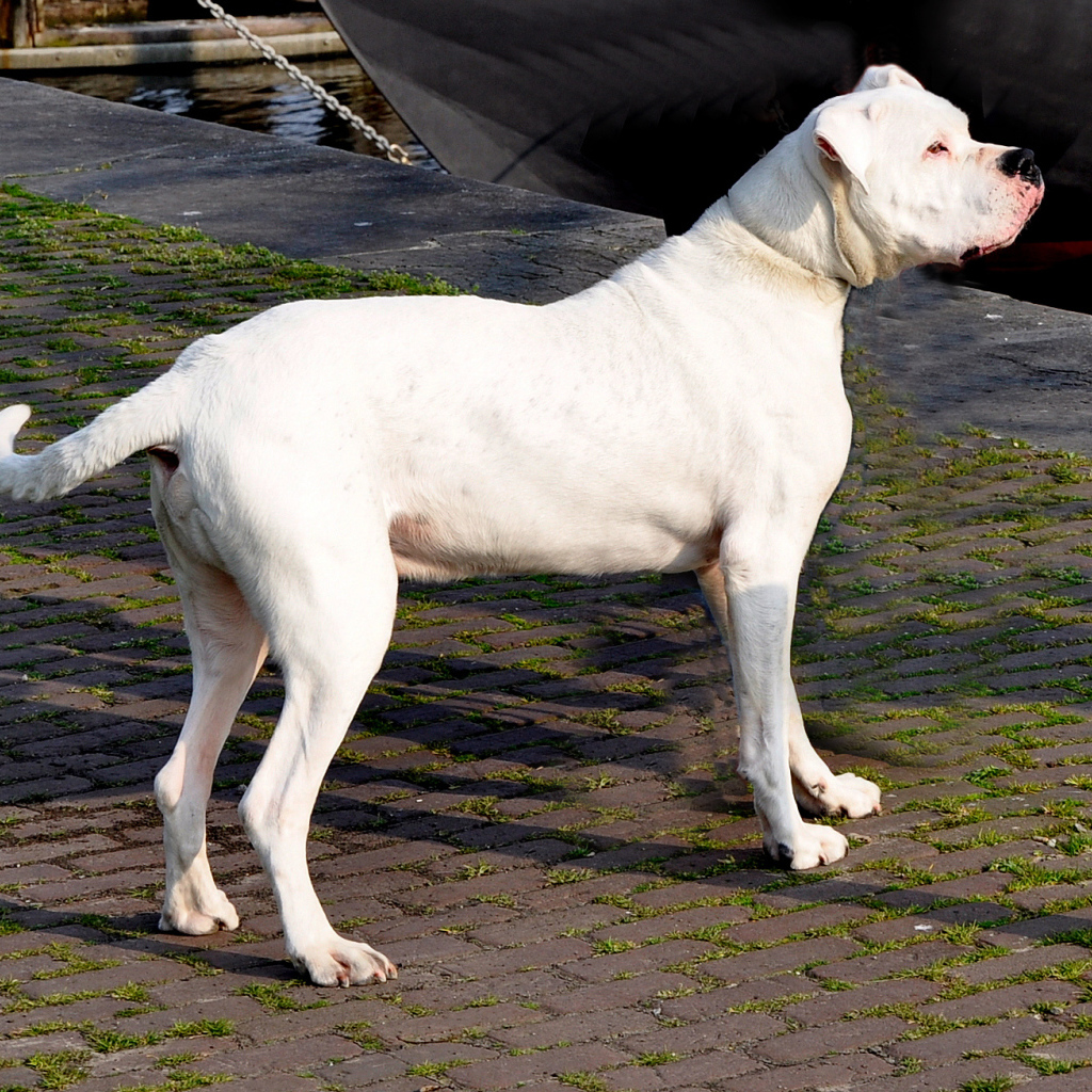 Взрослый аргентинский дог