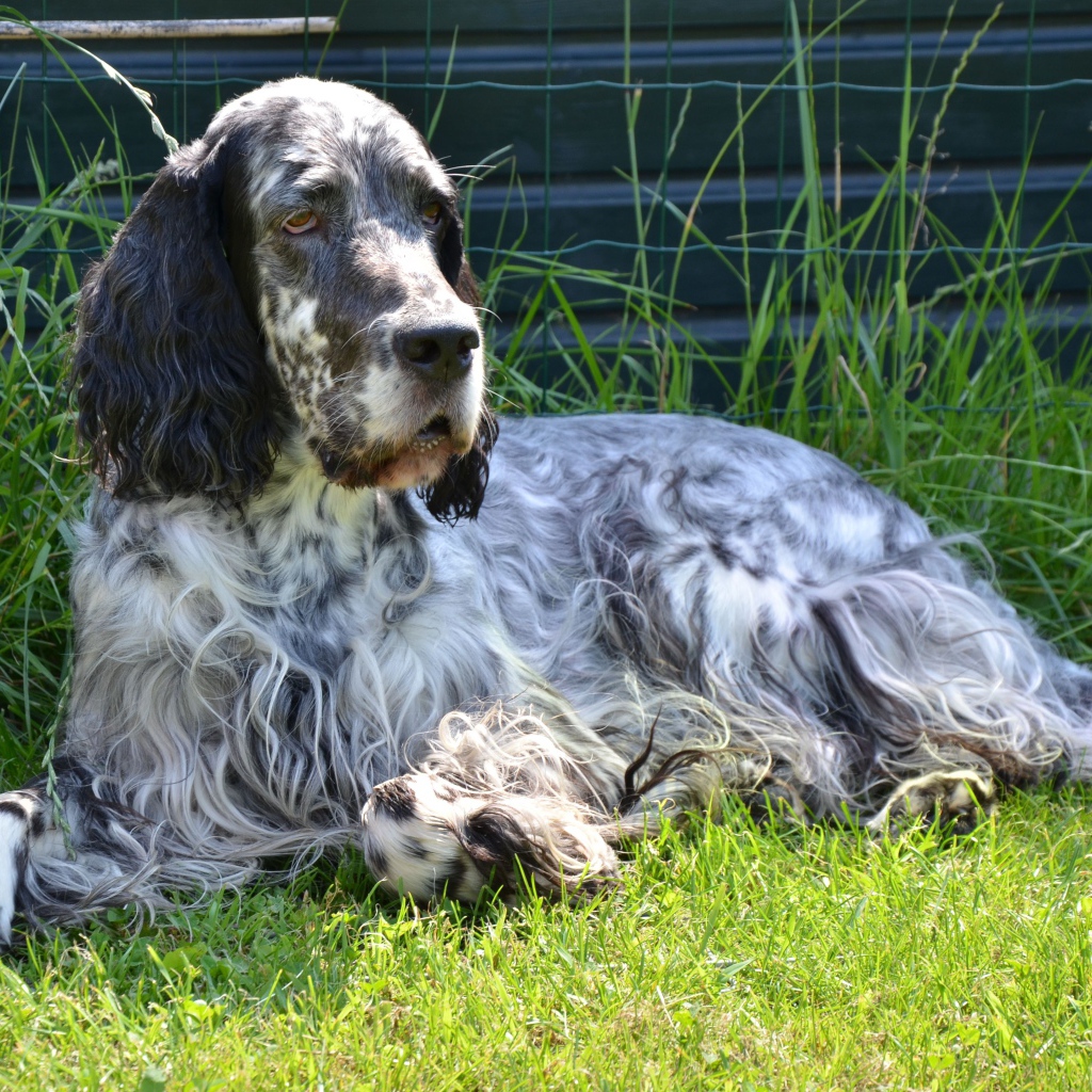 Взрослый английский сеттер