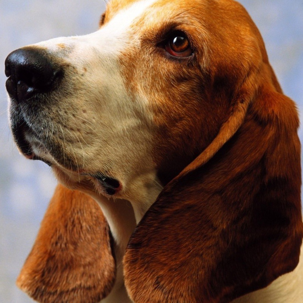 Взрослый бассет-хаунд на голубом фоне