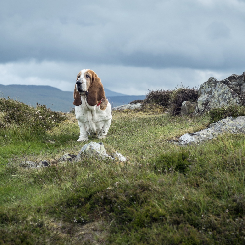 Взрослый бассет-хаунд на скалах