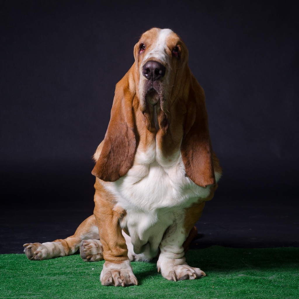 Взрослый бассет-хаунд позирует на тёмном фоне