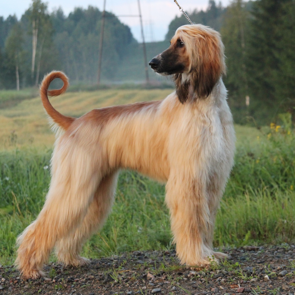 Взрослая красивая афганская борзая