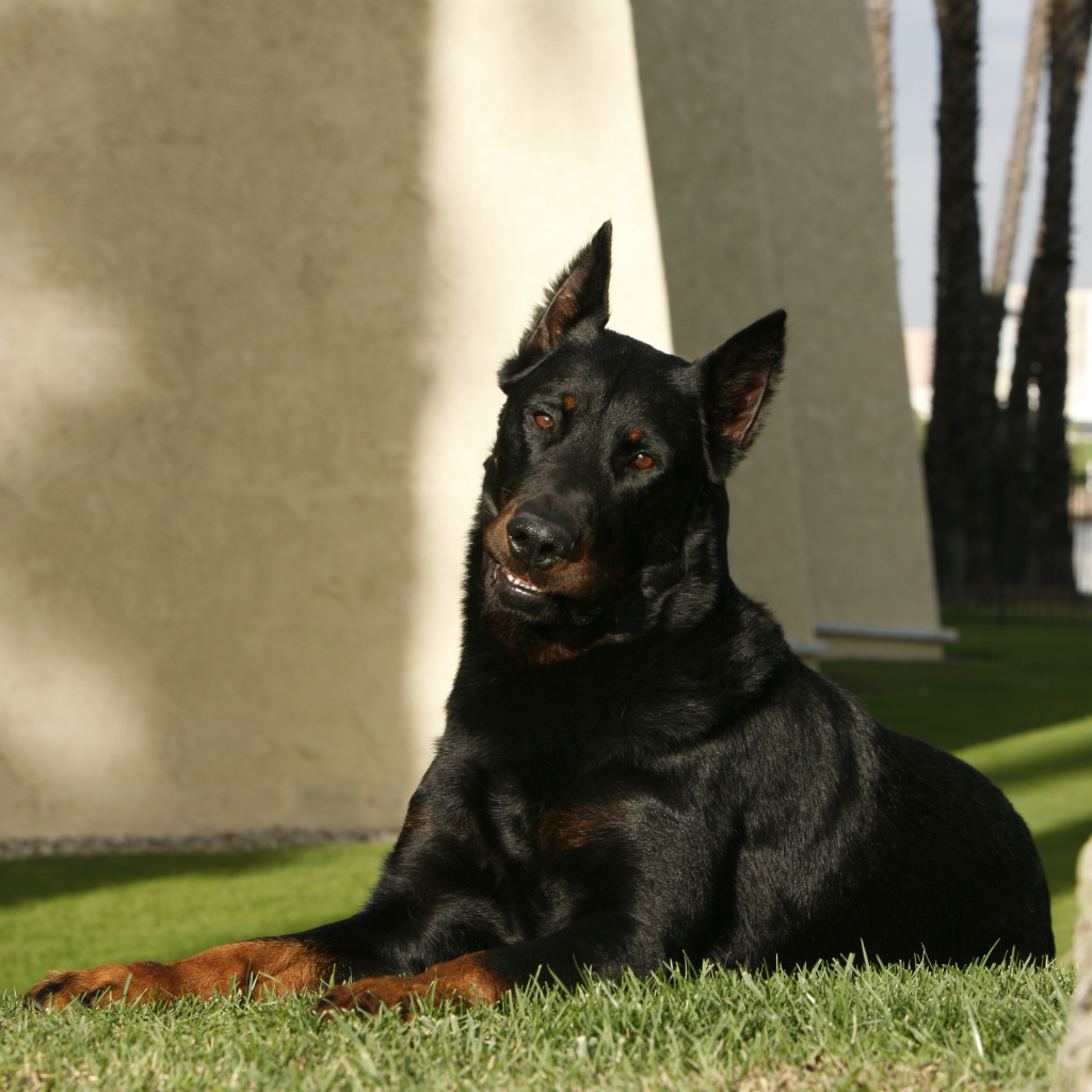 Взрослый красивый босерон лежит на газоне