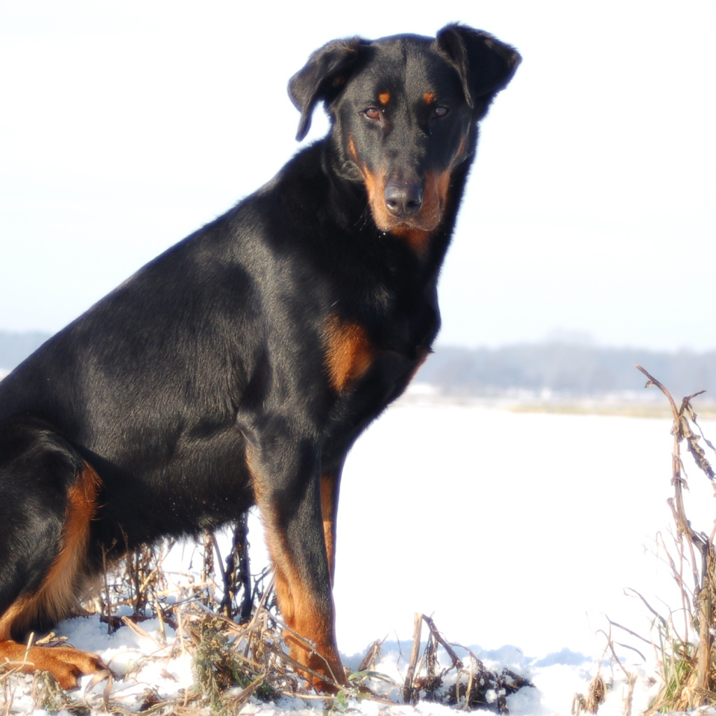 Взрослый красивый босерон сидит на снегу