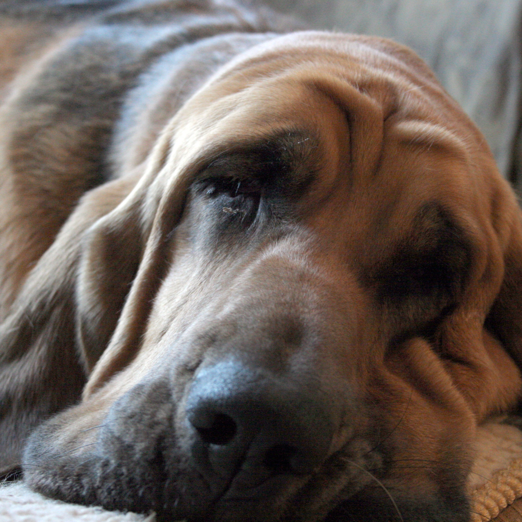 Взрослый бладхаунд заснул