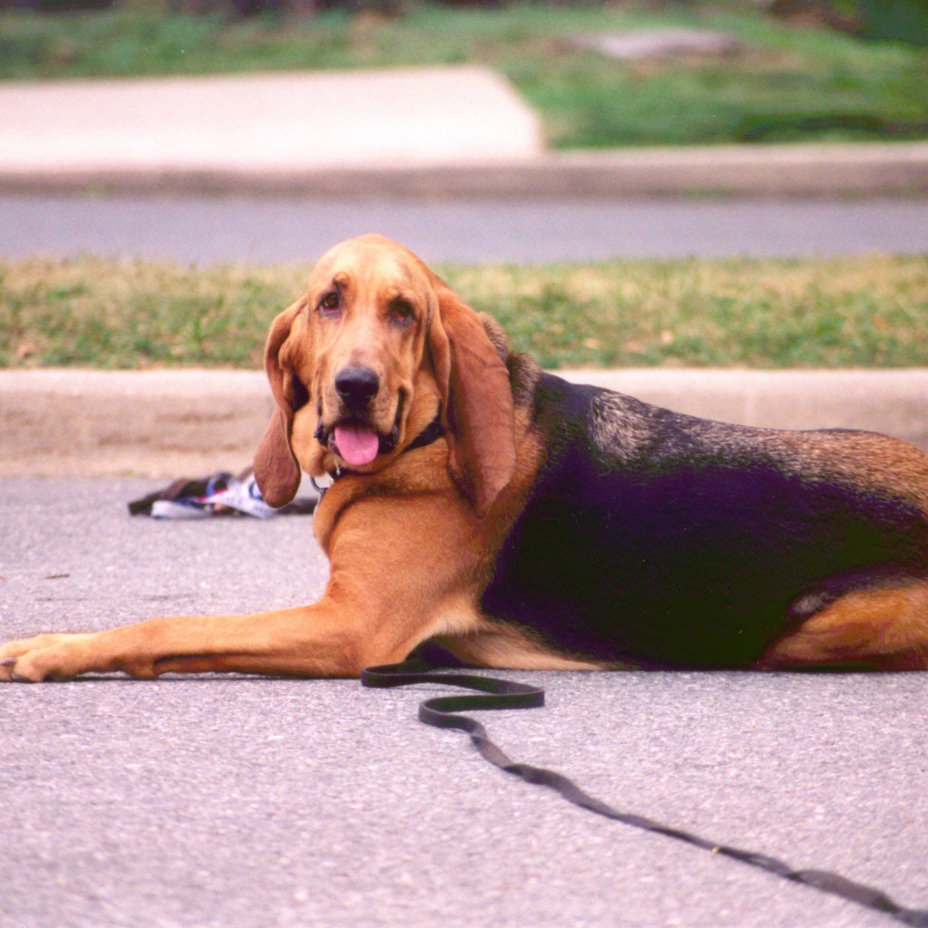 Взрослый бладхаунд лежит на дороге