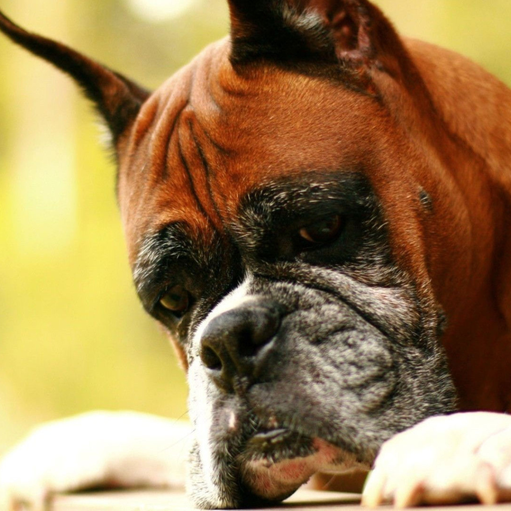 Взрослый боксёр что-то увидел