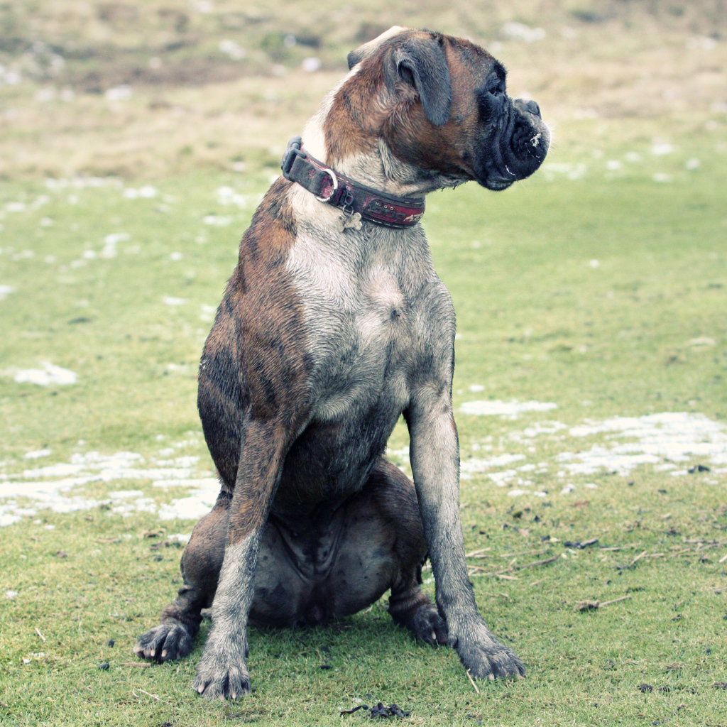Взрослый боксёр сидит на поляне