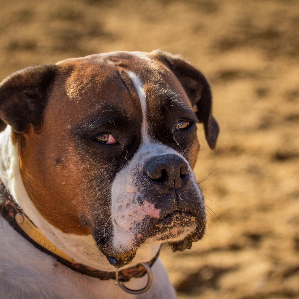 Взрослый боксёр с грустным взглядом