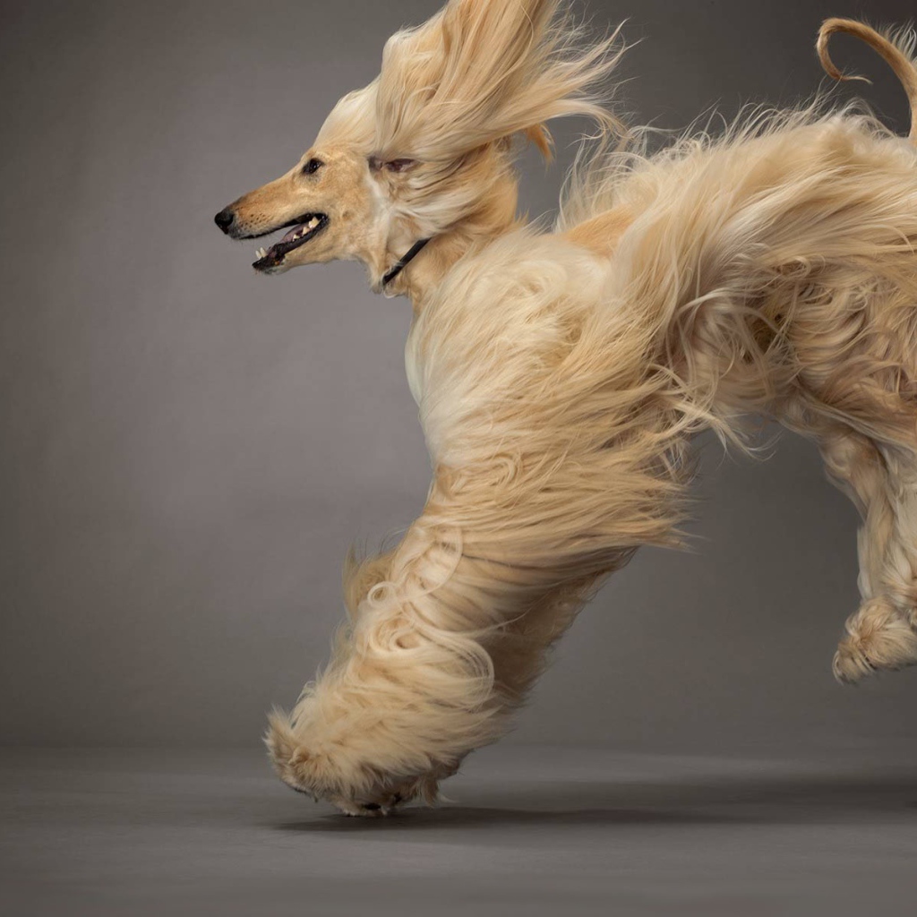 Афганская борзая в прыжке