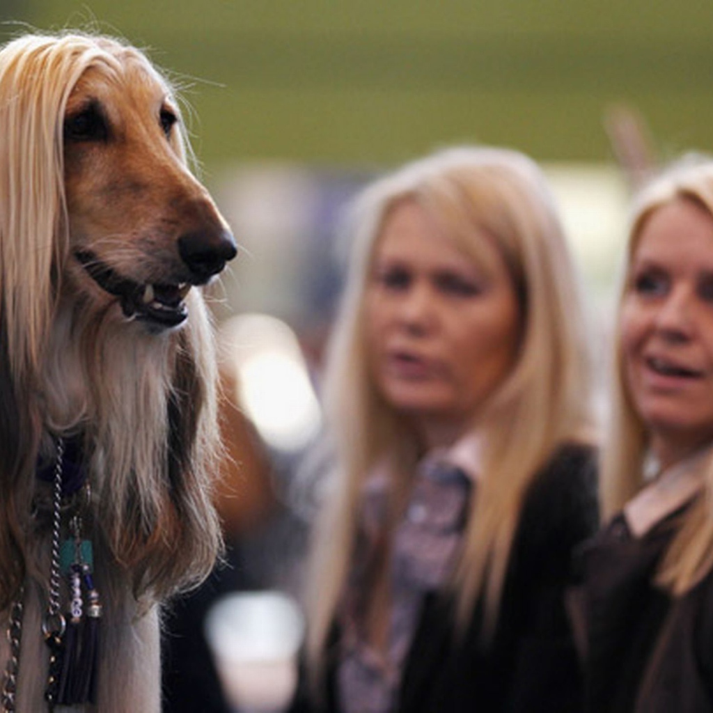 Афганская борзая на фоне девушек