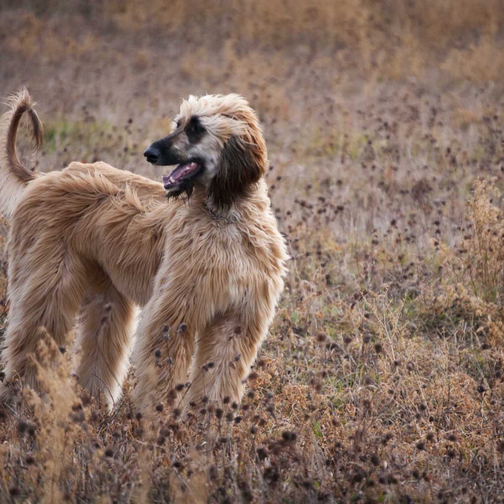 Афганская борзая в засохшей траве
