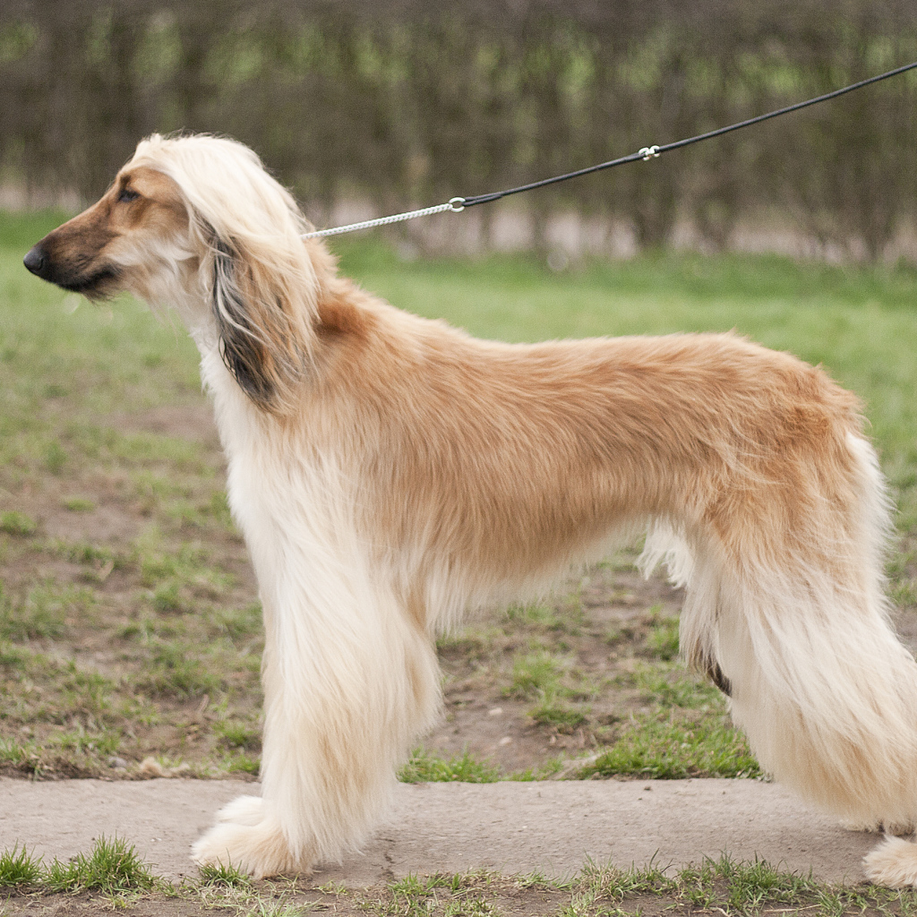 Афганская борзая позирует