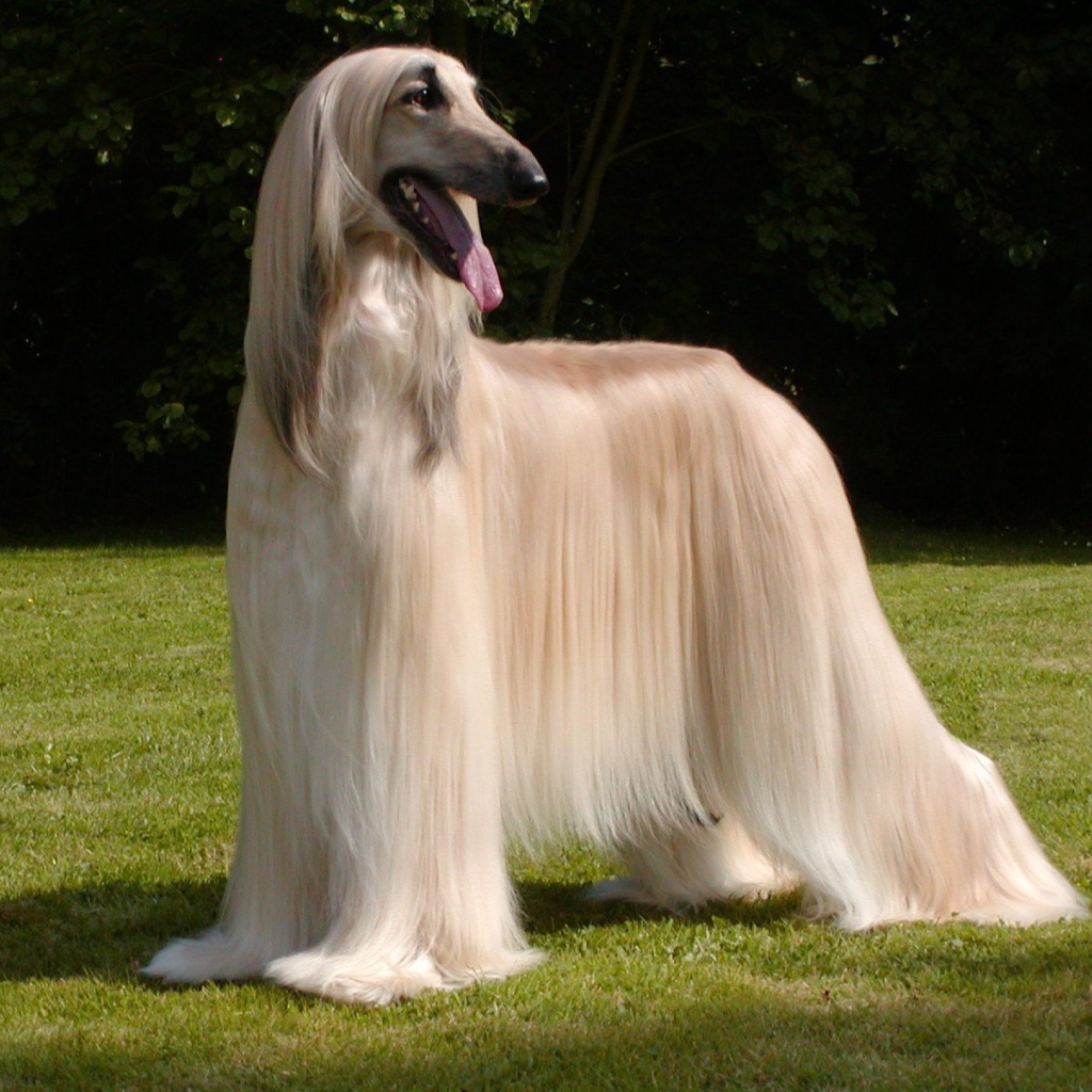 Афганская борзая с ухоженной шерстью