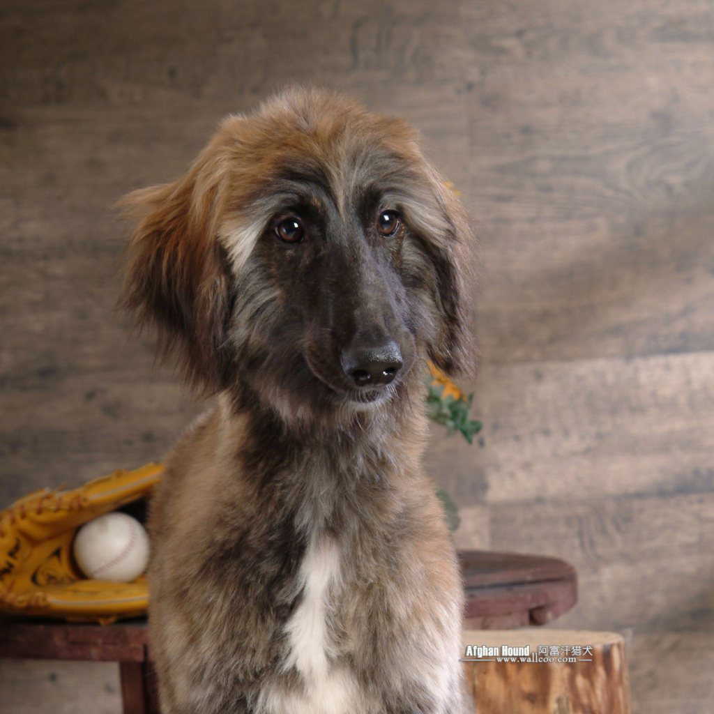 Афганская борзая с грустными глазами