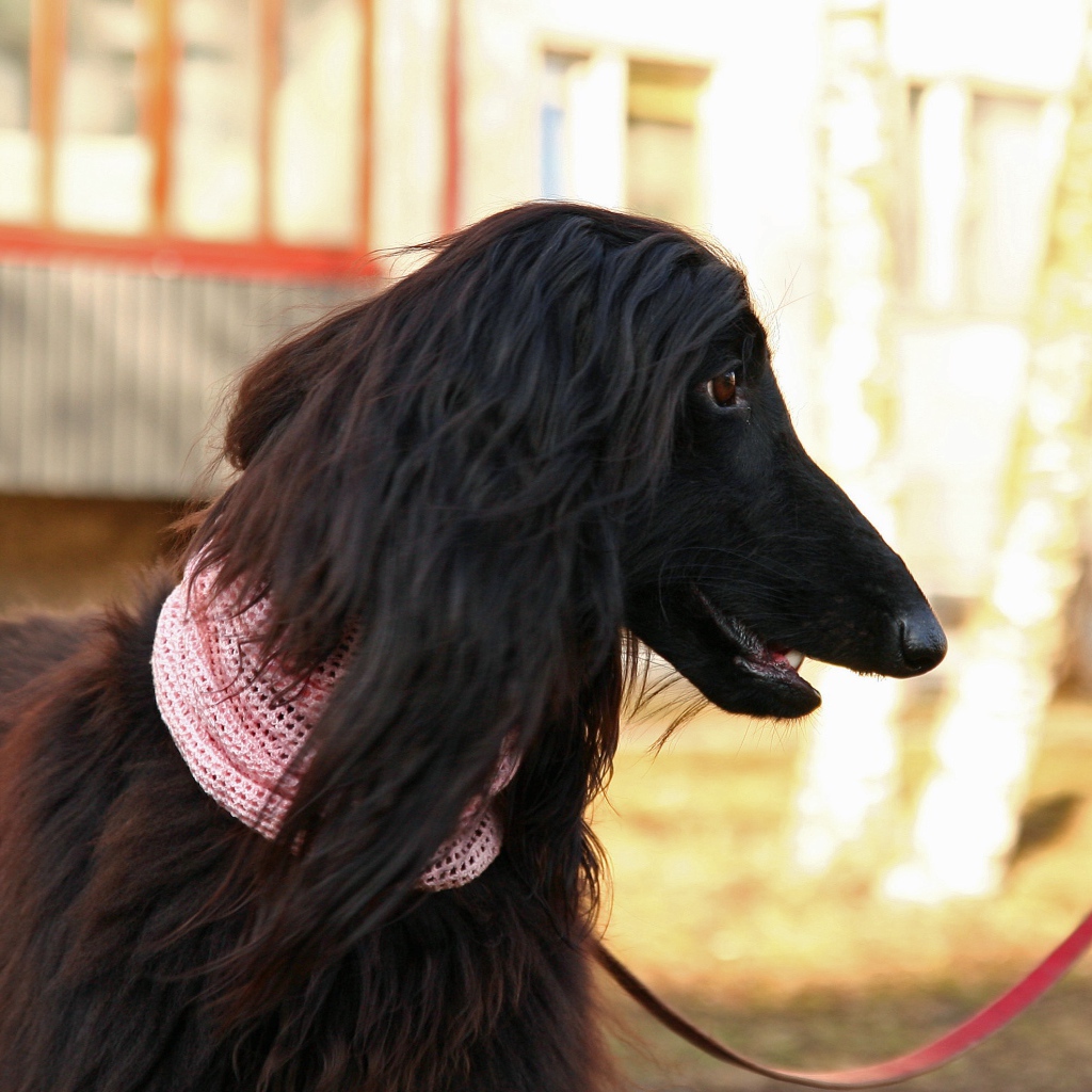 Афганская борзая на прогулке