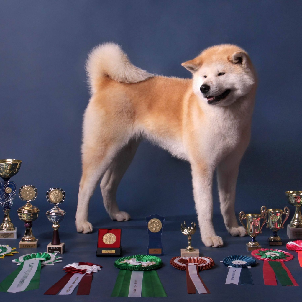 Акита-ину и её награды