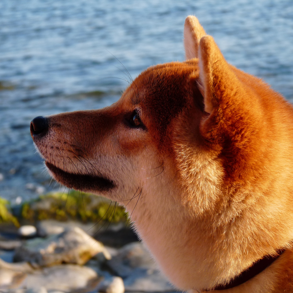 Акита-ину крупным планом