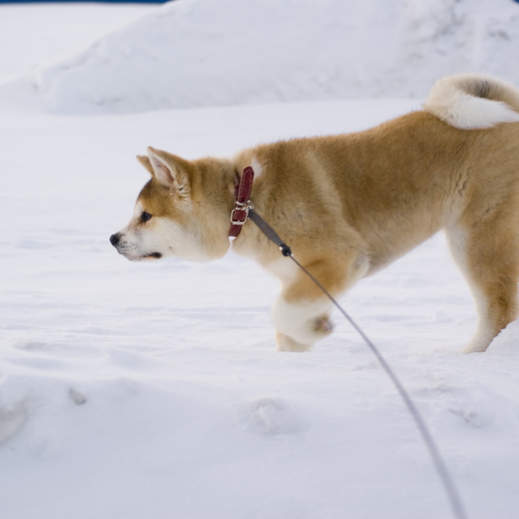 Акита-ину идёт по следу