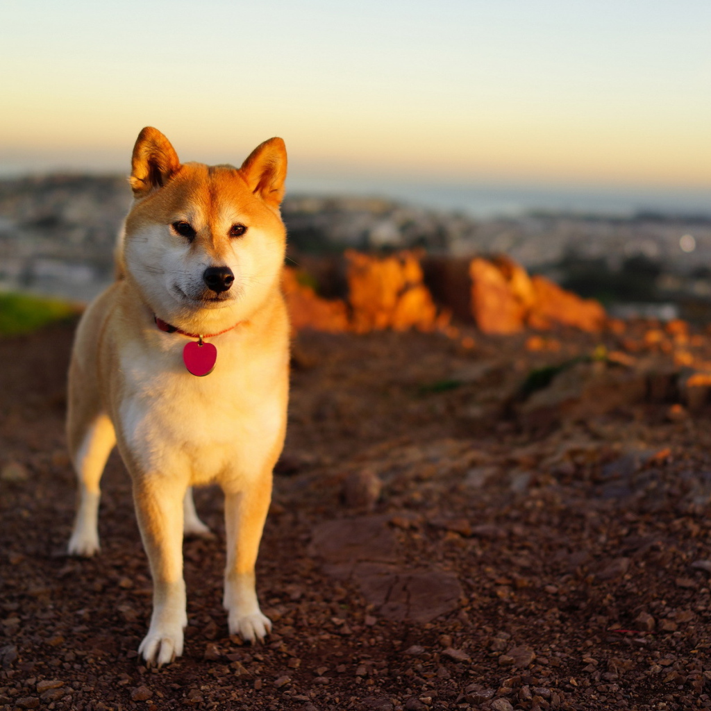 Акита-ину возле моря