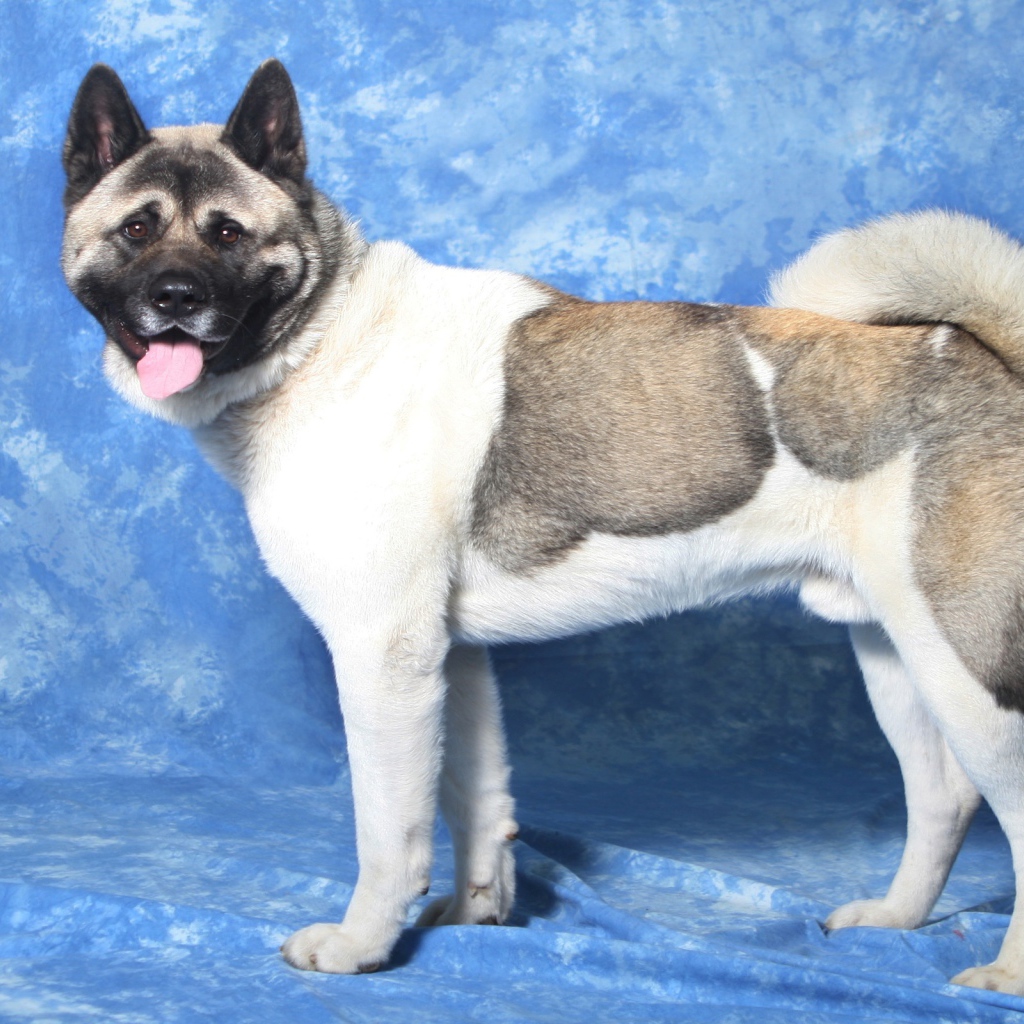 Акита-ину на голубом фоне