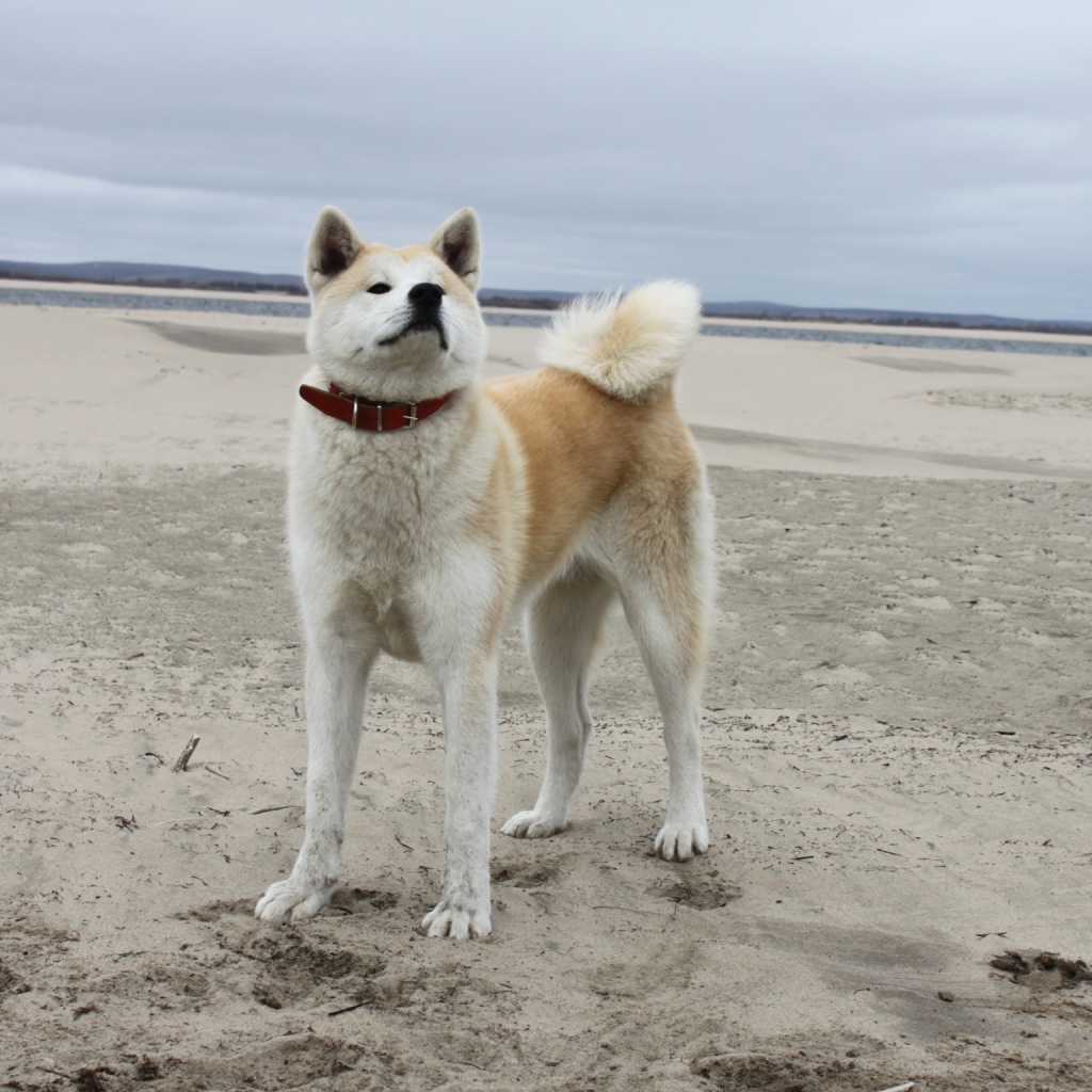 Акита-ину на песчанном пляже