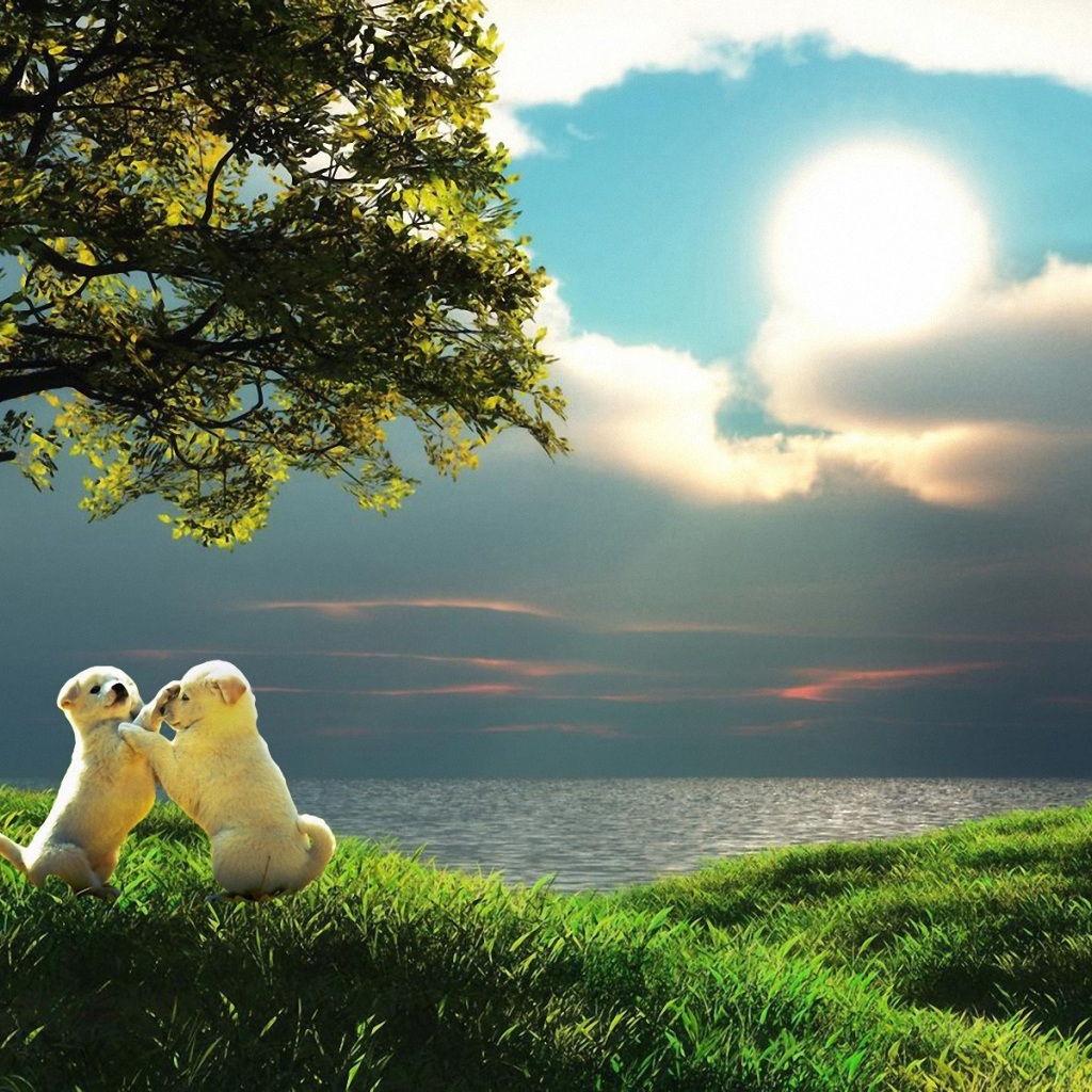 Щенки акита-ину играют на траве