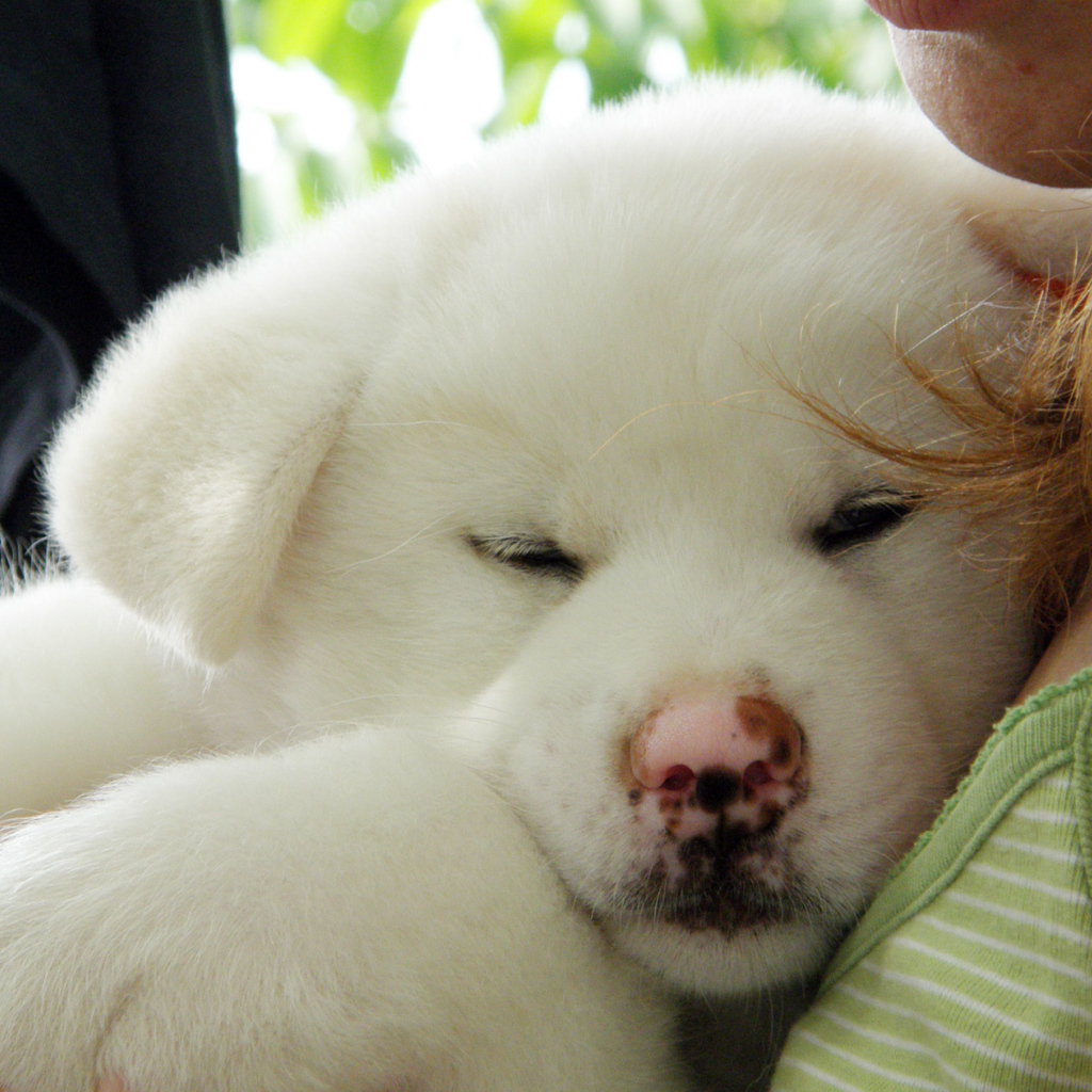 Щенок акита-ину на руках у хозяина