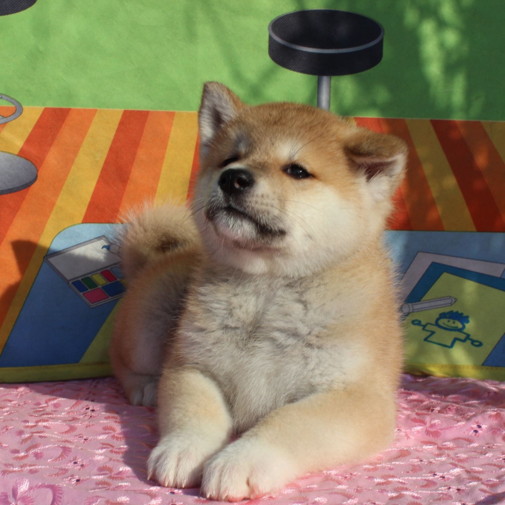 Щенок акита-ину лежит на покрывале