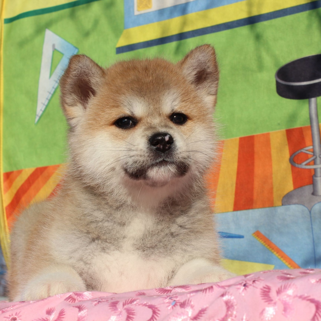 Щенок акита-ину на покрывале